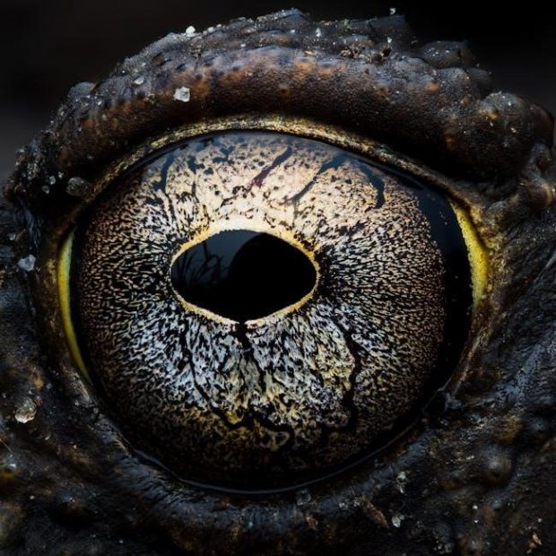 campbell biology in focus 3rd edition pdf